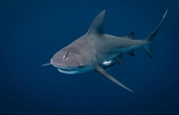 Bull Shark Facts For Kids