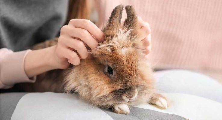 Unique Bunny Names Girl