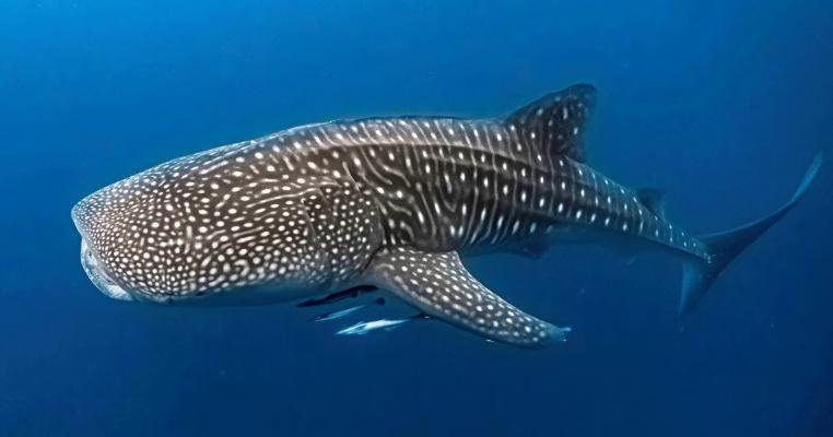 Whale Shark Facts For Kids