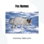 Fox Names