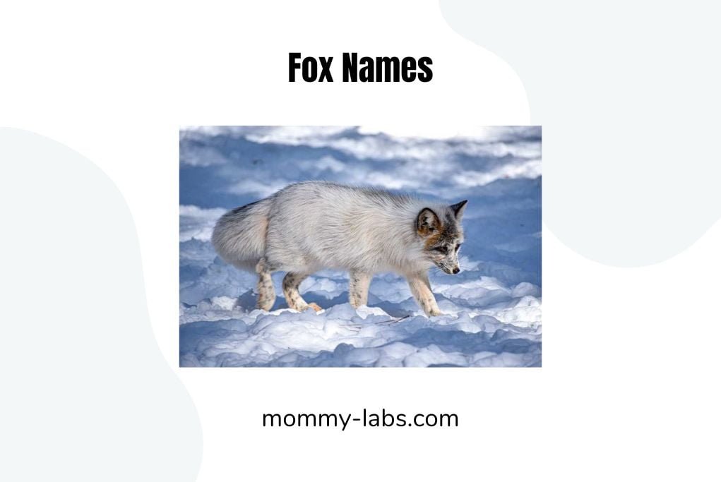 Fox Names