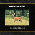 names for deer